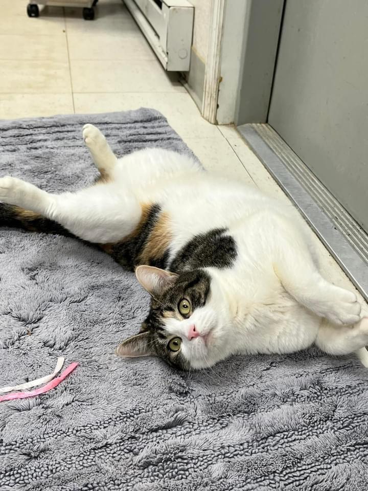 Yoko, Adoptable, Adult Female Domestic Short Hair.