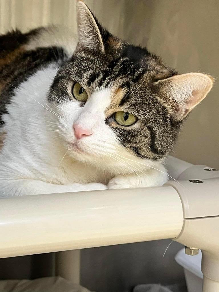 Yoko, a Adoptable mixed breed in Pomona, NY image 2/6