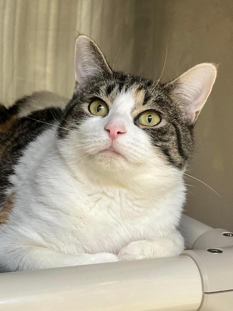 Yoko, a Adoptable mixed breed in Pomona, NY image 3/6