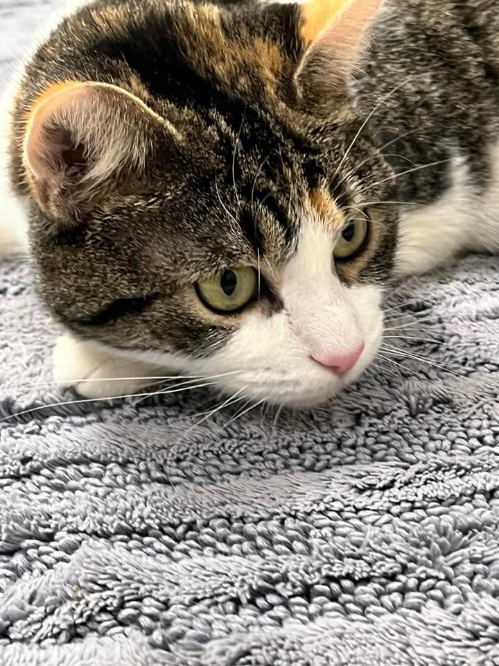 Enlarge Yoko, a Adoptable mixed breed in Pomona, NY image 2/6