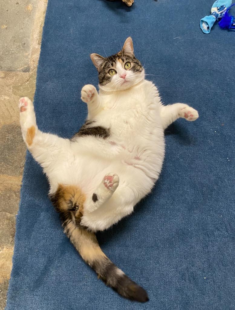 Yoko, a Adoptable mixed breed in Pomona, NY image 5/6