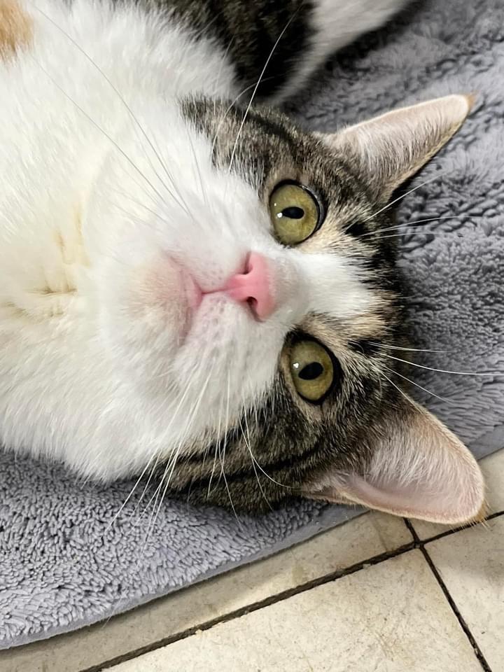 Enlarge Yoko, a Adoptable mixed breed in Pomona, NY image 4/6