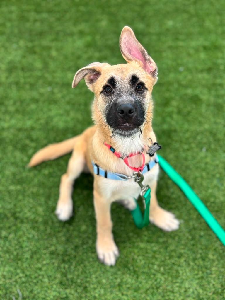 Rocky, a Adoptable mixed breed in Phoenix, AZ image 1/5