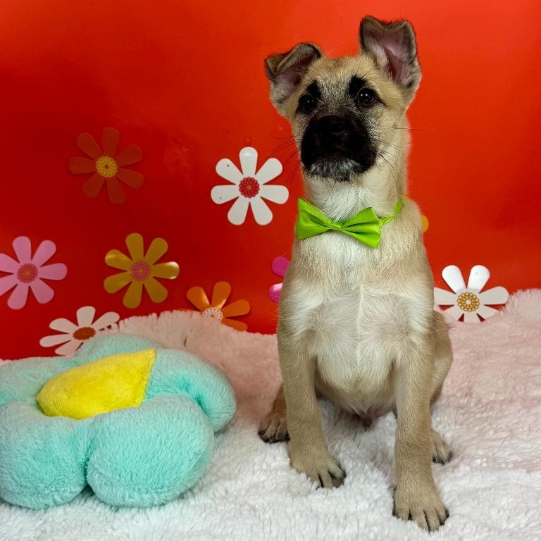 Rocky, Adoptable, Puppy Male Shepherd & Australian Shepherd.