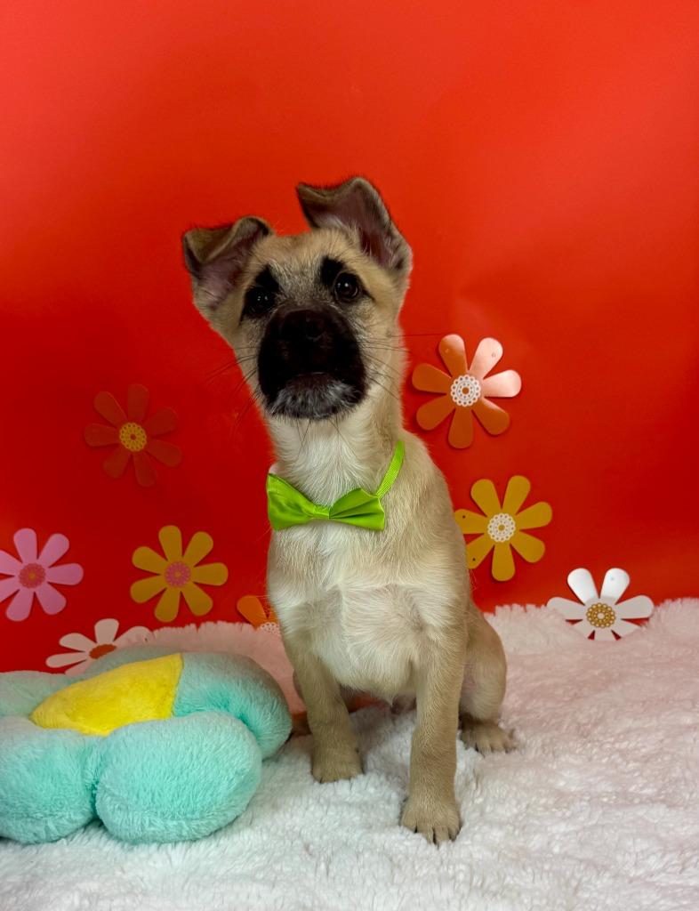 Rocky, a Adoptable mixed breed in Phoenix, AZ image 4/5