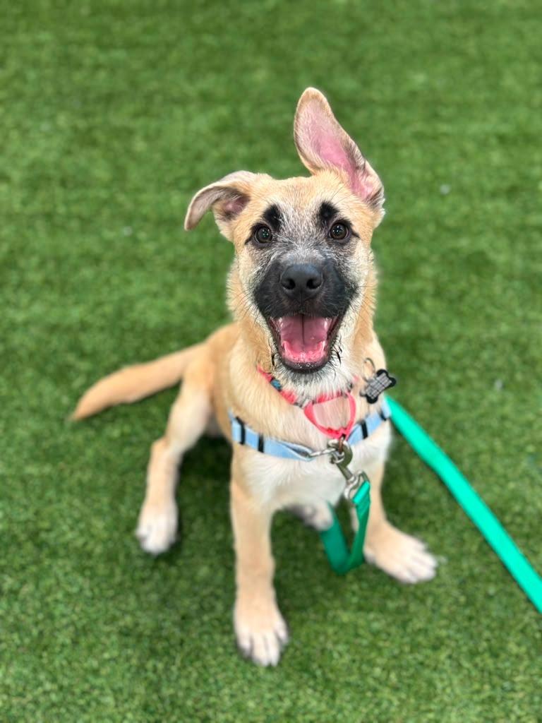 Rocky, a Adoptable mixed breed in Phoenix, AZ image 2/5