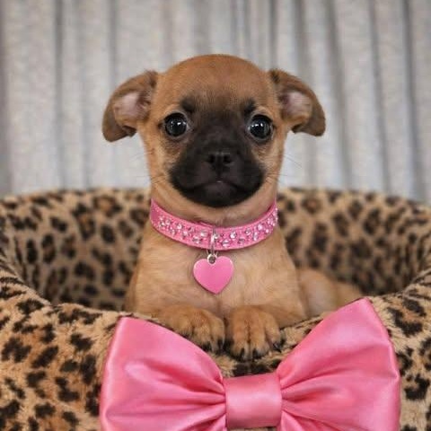 Enlarge Edin, an adopted mixed breed in Hartford, CT image 2/4