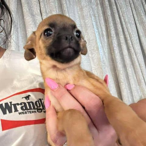 Enlarge Edin, an adopted mixed breed in Hartford, CT image 1/4