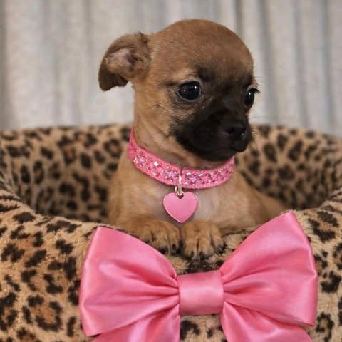 Enlarge Edin, an adopted mixed breed in Hartford, CT image 3/4