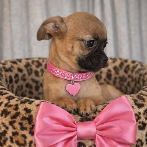 Enlarge Edin, an adopted mixed breed in Hartford, CT image 4/4