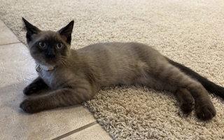 Enlarge Klaus, a Adopted mixed breed in Glendale, AZ image 1/1