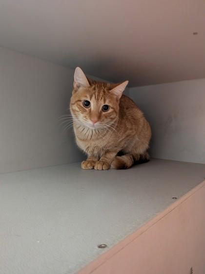 Teddy, Adoptable, Young Male Domestic Short Hair & Domestic Short Hair.