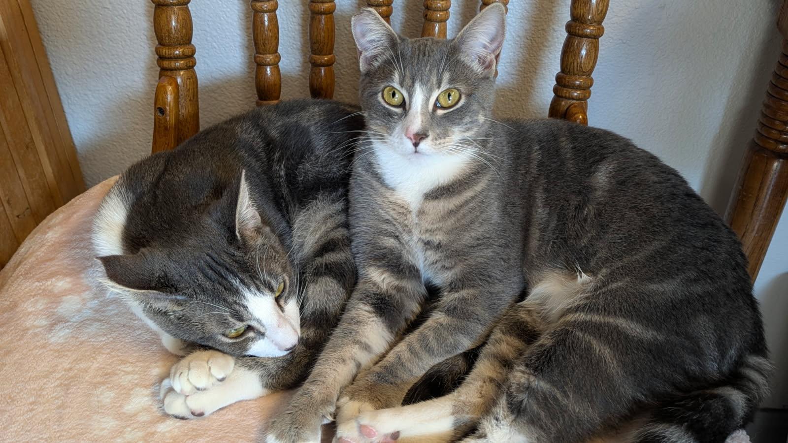 Enlarge Fresca and Tab, a ADOPTABLE mixed breed in Eureka, CA image 5/6