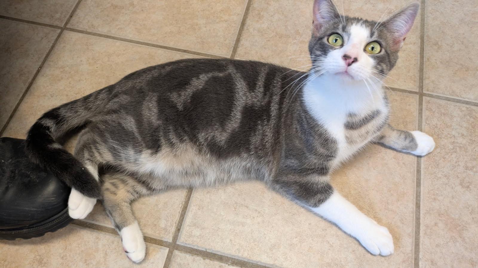 Enlarge Fresca and Tab, a ADOPTABLE mixed breed in Eureka, CA image 3/6