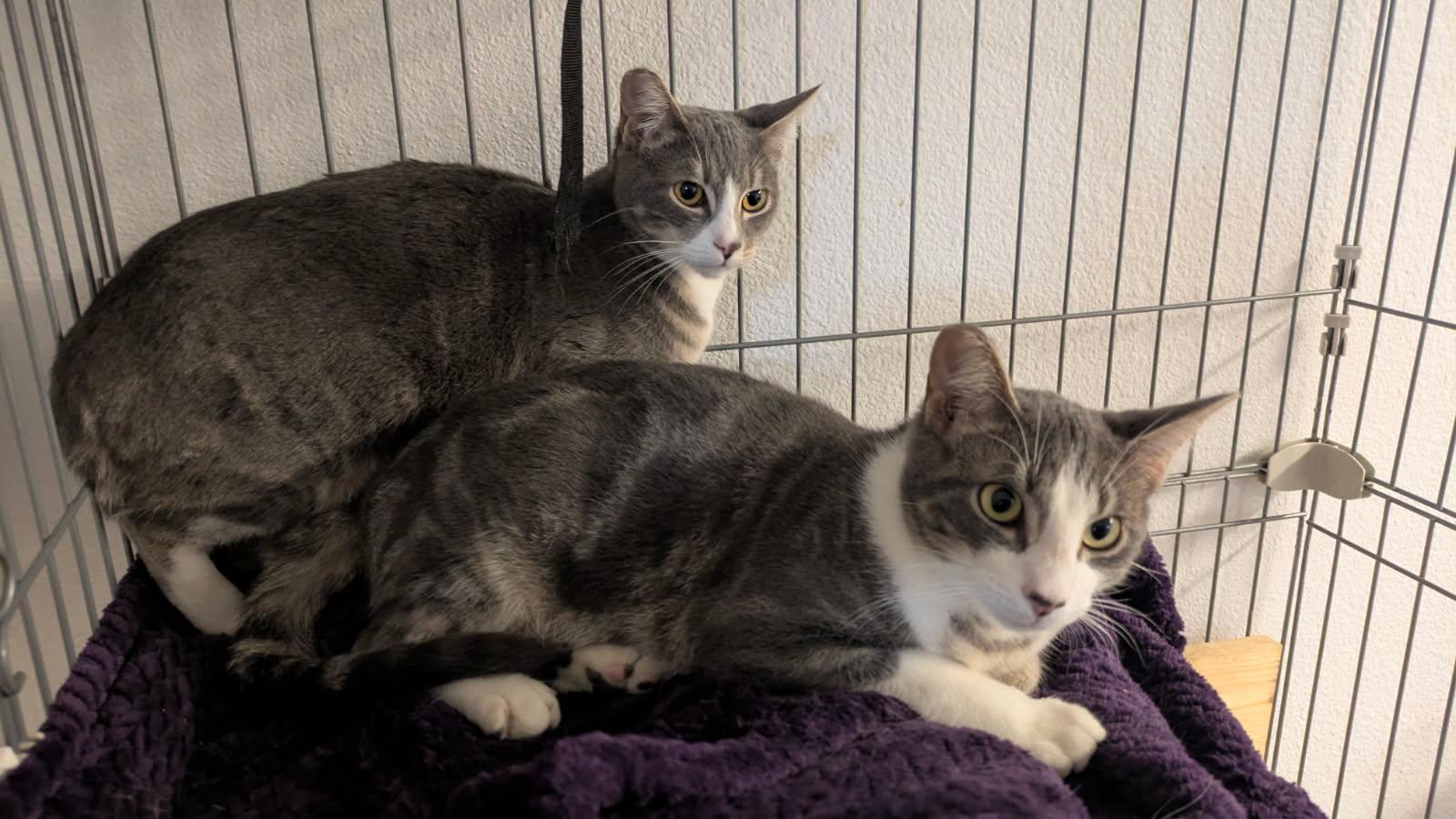 Enlarge Fresca and Tab, a ADOPTABLE mixed breed in Eureka, CA image 6/6