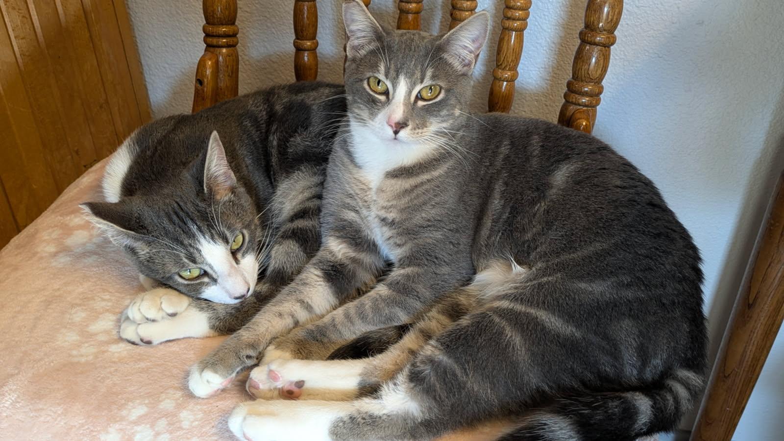 Fresca and Tab, ADOPTABLE, Young Male Domestic Short Hair.