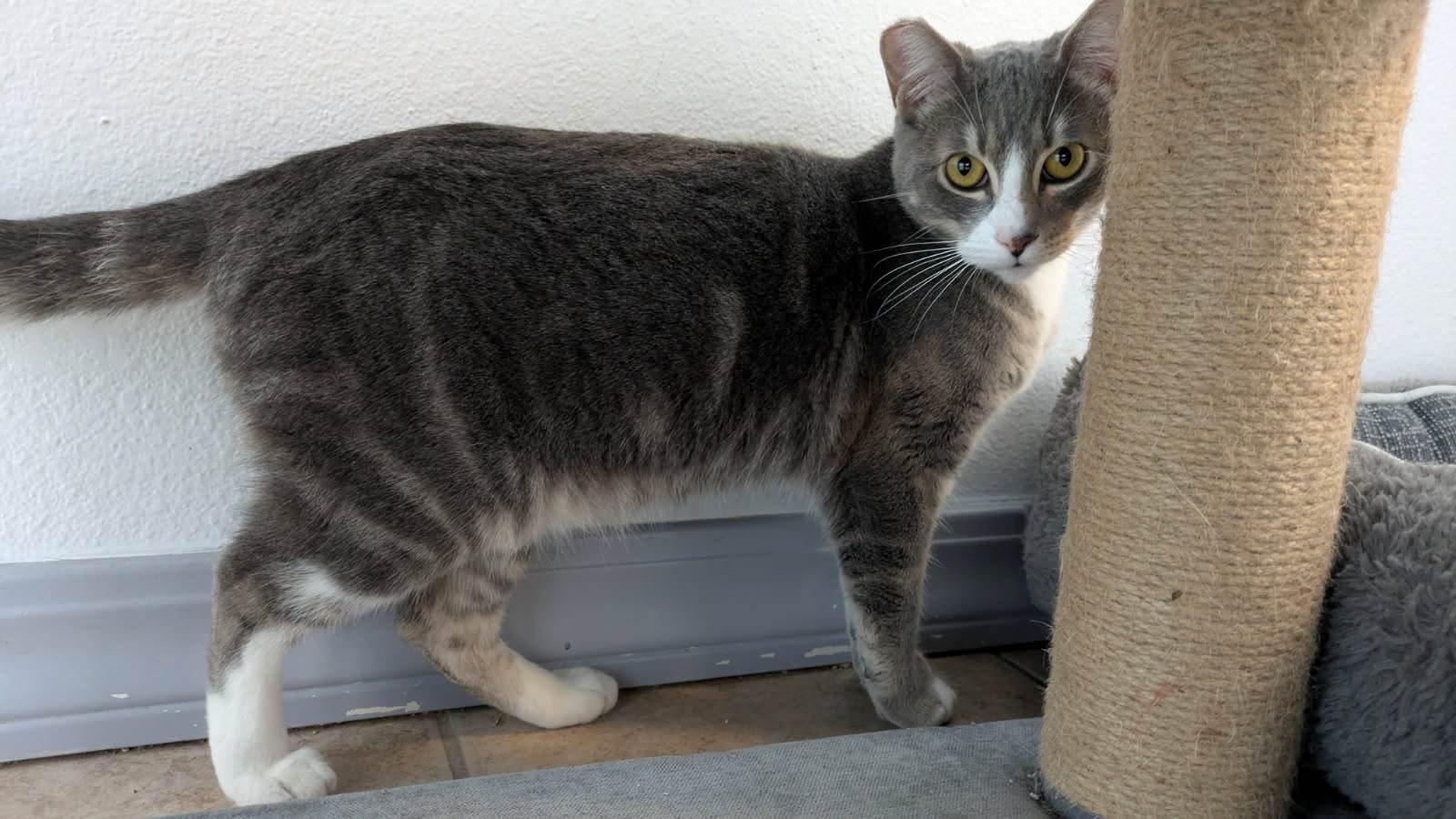 Enlarge Fresca and Tab, a ADOPTABLE mixed breed in Eureka, CA image 2/6