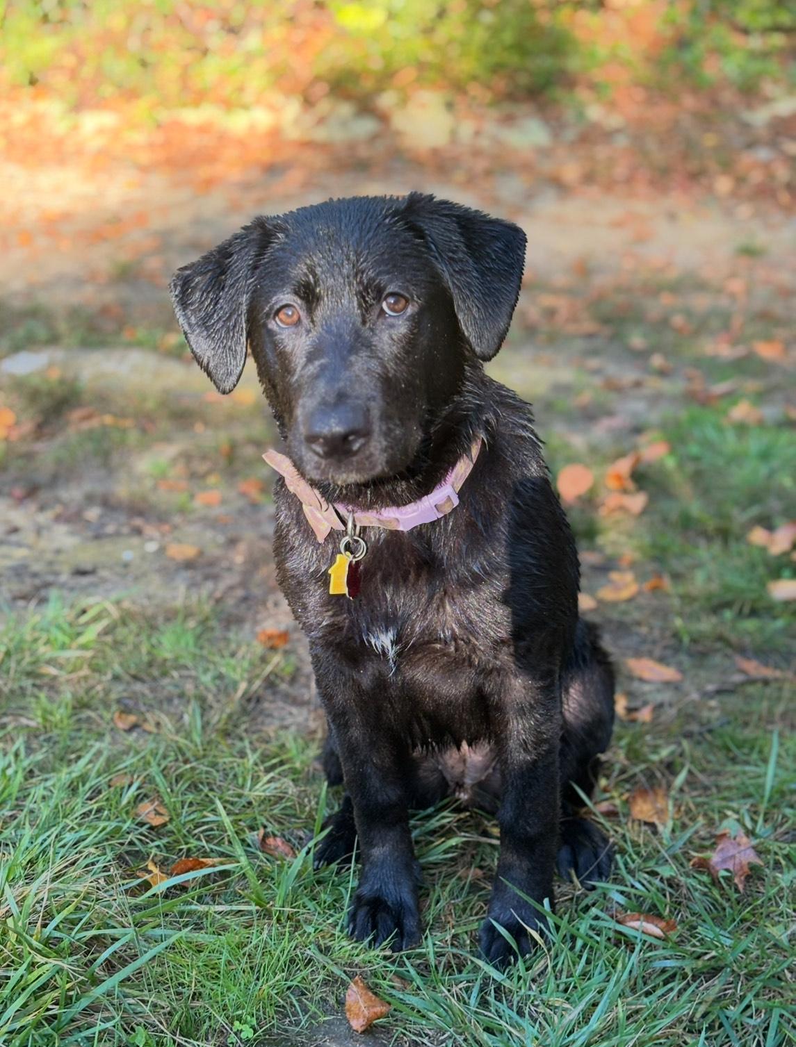 Enlarge Denali, a Adoptable mixed breed in Amissville, VA image 2/3