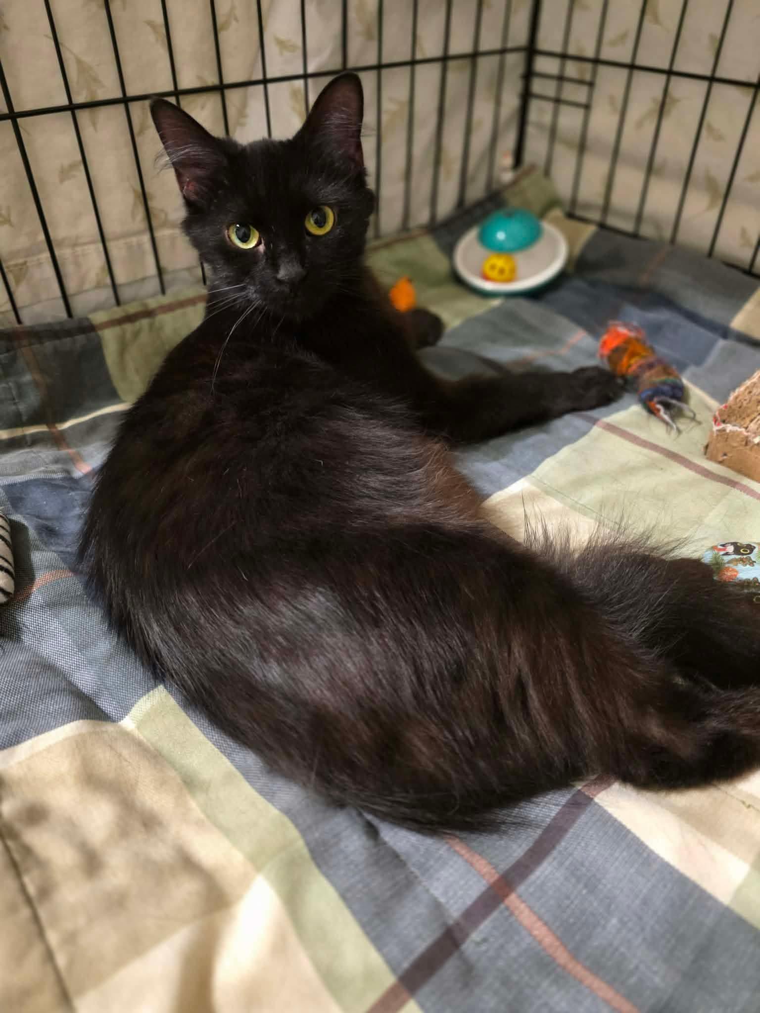 Enlarge Arizona, a Adoptable Domestic Short Hair in Terrebonne, QC image 4/6