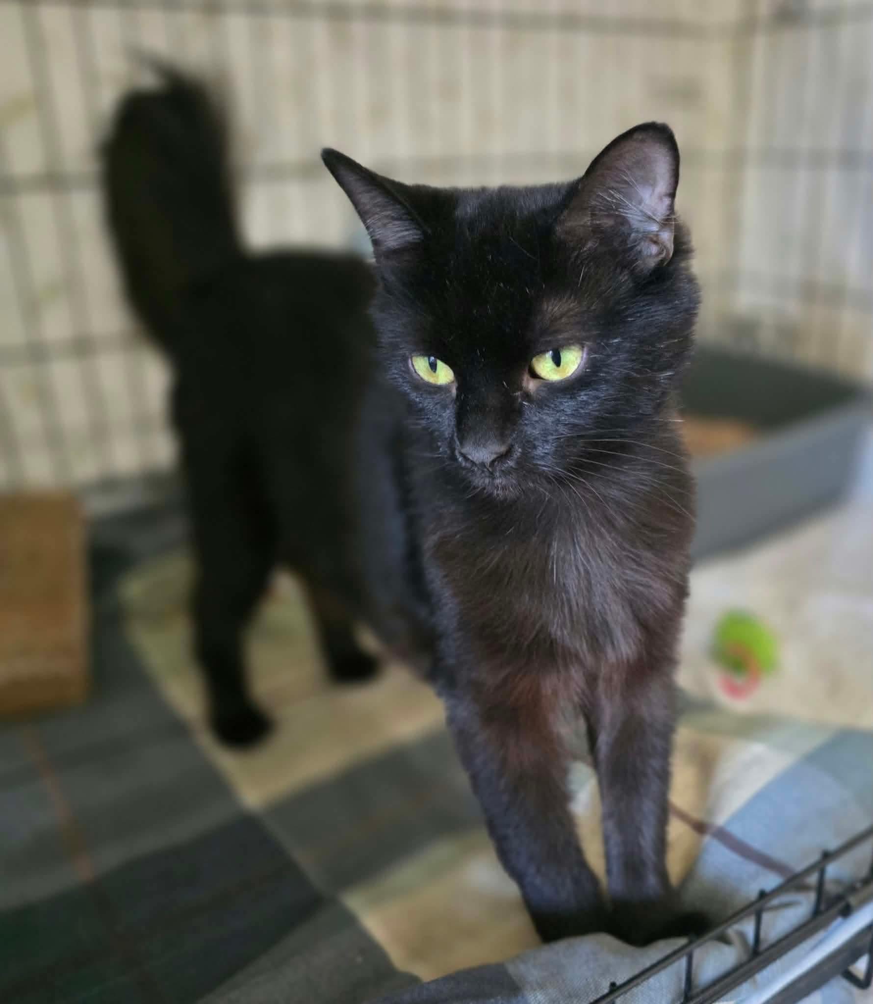 Enlarge Arizona, a Adoptable Domestic Short Hair in Terrebonne, QC image 6/6