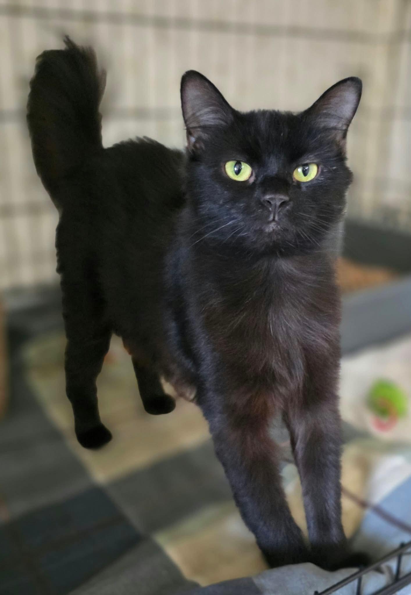 Enlarge Arizona, a Adoptable Domestic Short Hair in Terrebonne, QC image 5/6