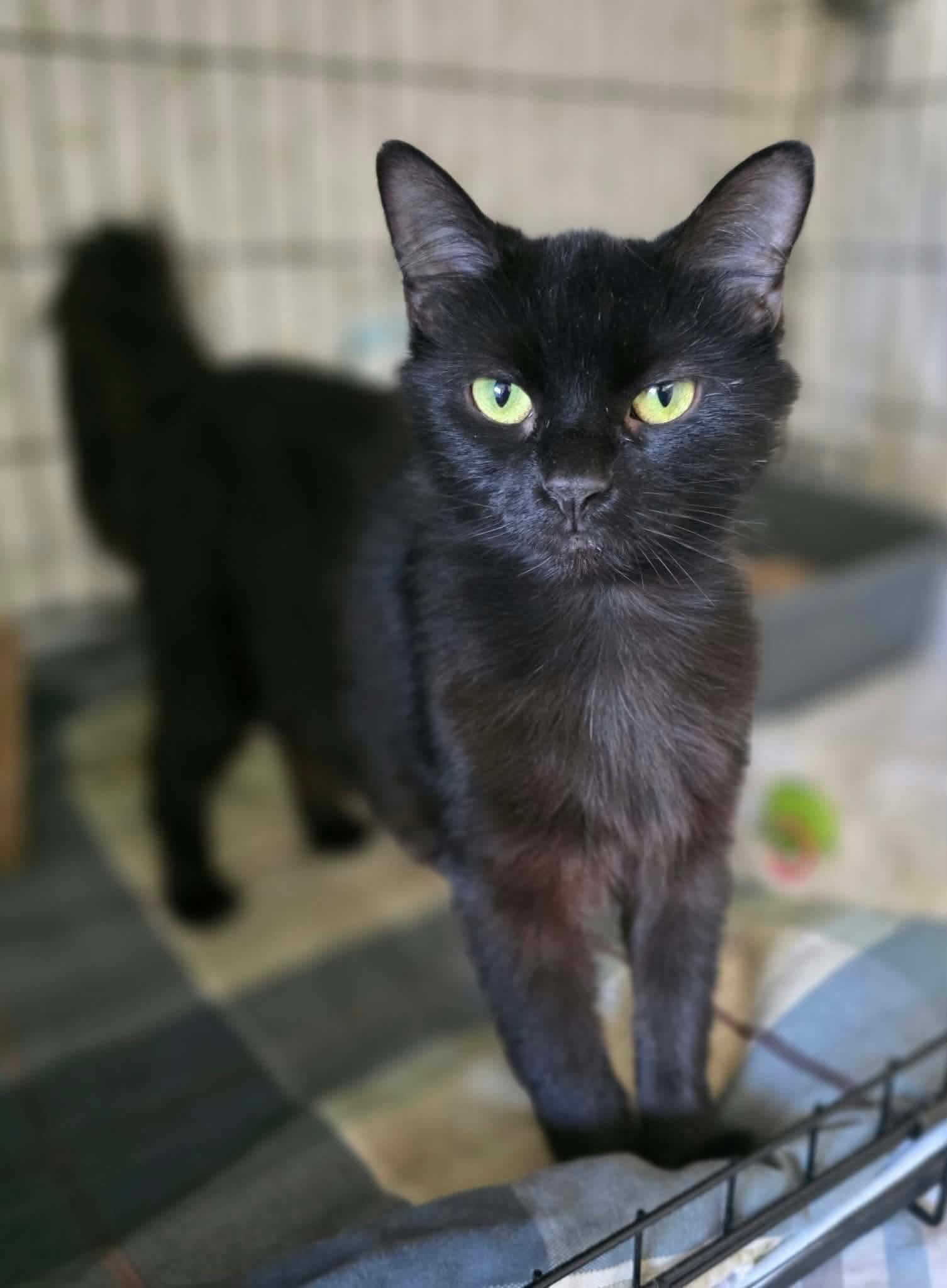 Arizona, Adoptable, Young Female Domestic Short Hair.