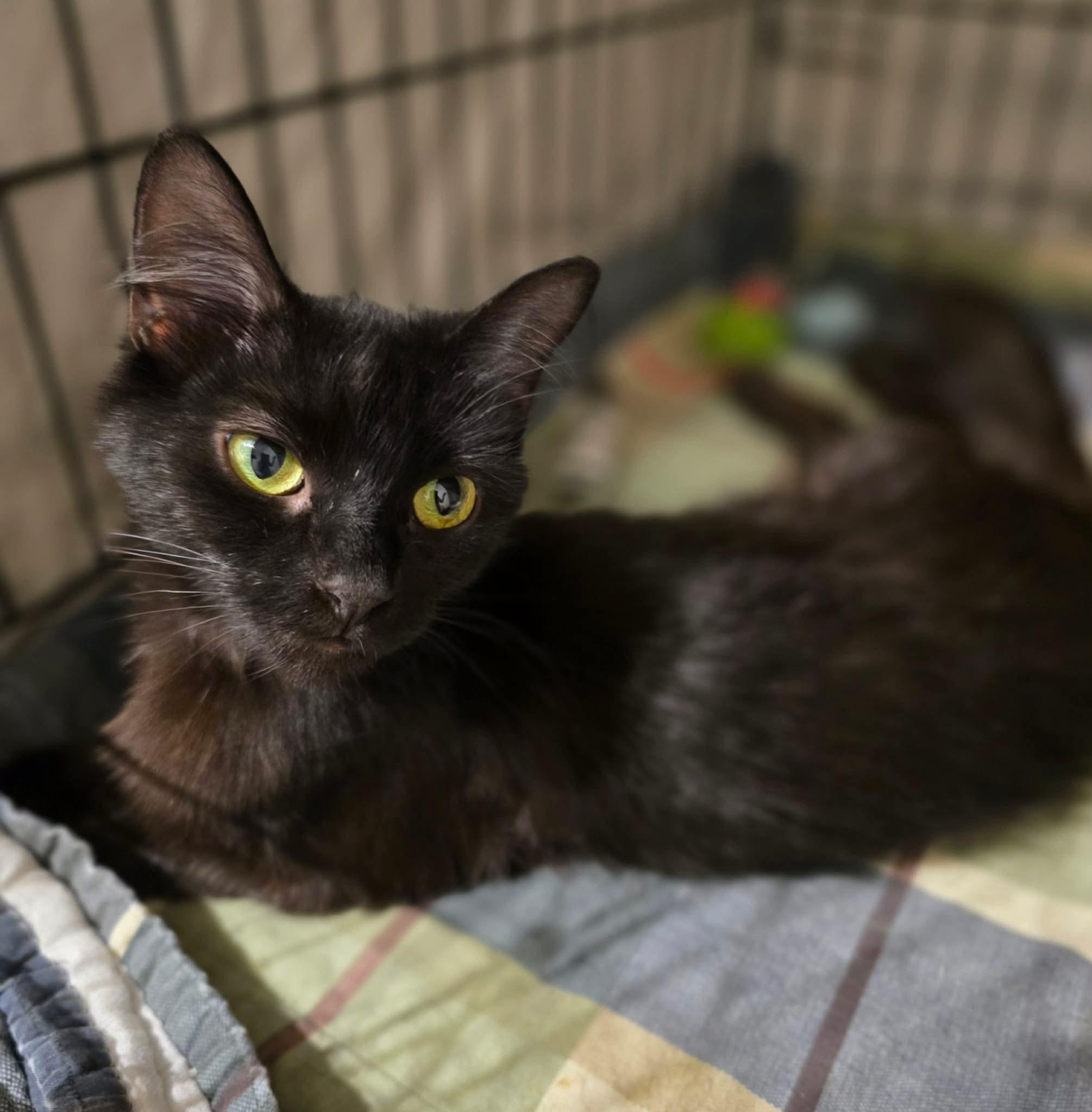 Enlarge Arizona, a Adoptable Domestic Short Hair in Terrebonne, QC image 3/6