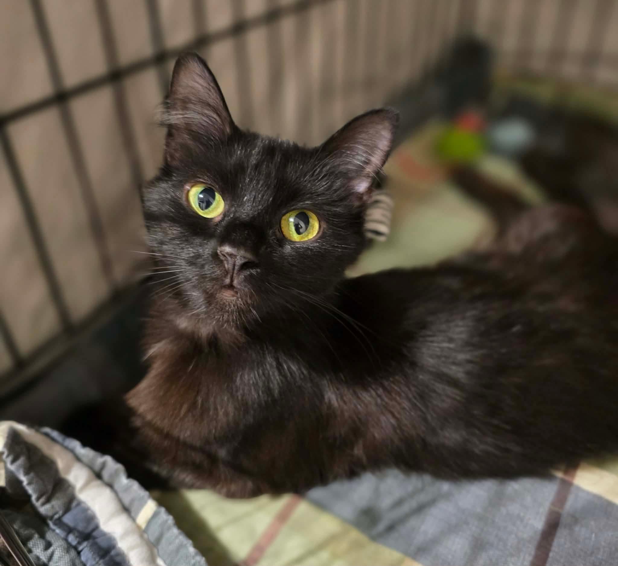 Enlarge Arizona, a Adoptable Domestic Short Hair in Terrebonne, QC image 2/6