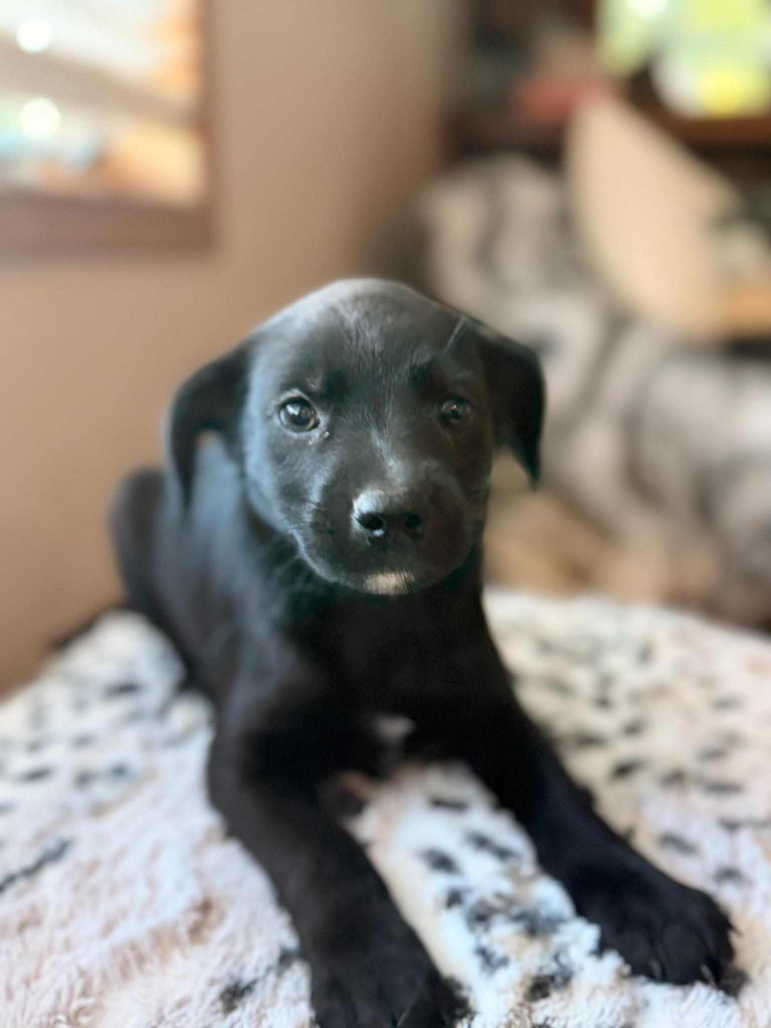 Enlarge Kayla, a Adoptable mixed breed in North Freedom, WI image 1/4