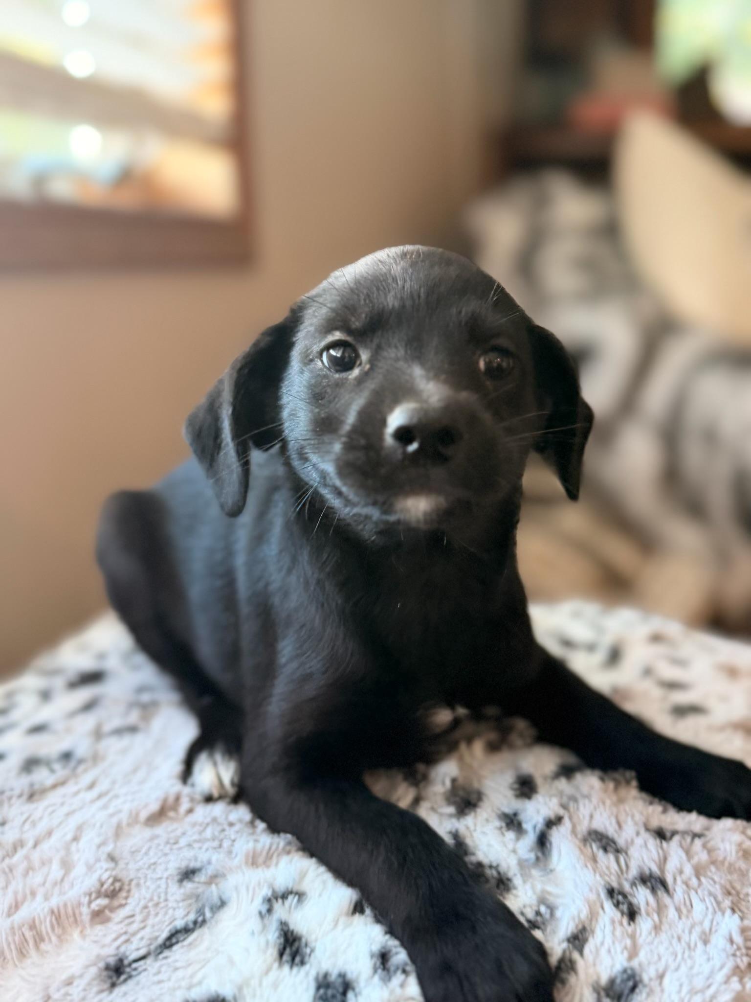 Enlarge Kayla, a Adoptable mixed breed in North Freedom, WI image 3/4