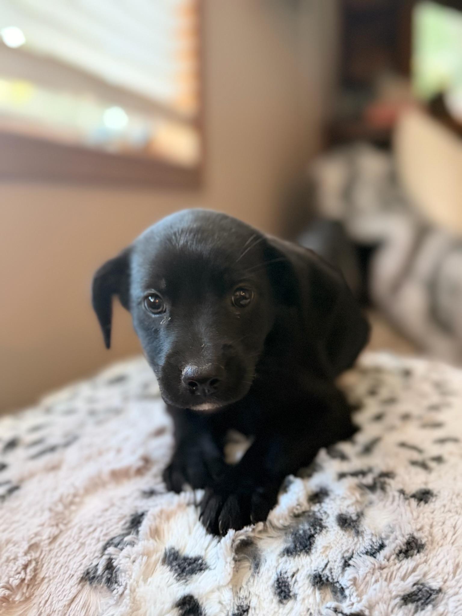 Enlarge Kayla, a Adoptable mixed breed in North Freedom, WI image 4/4