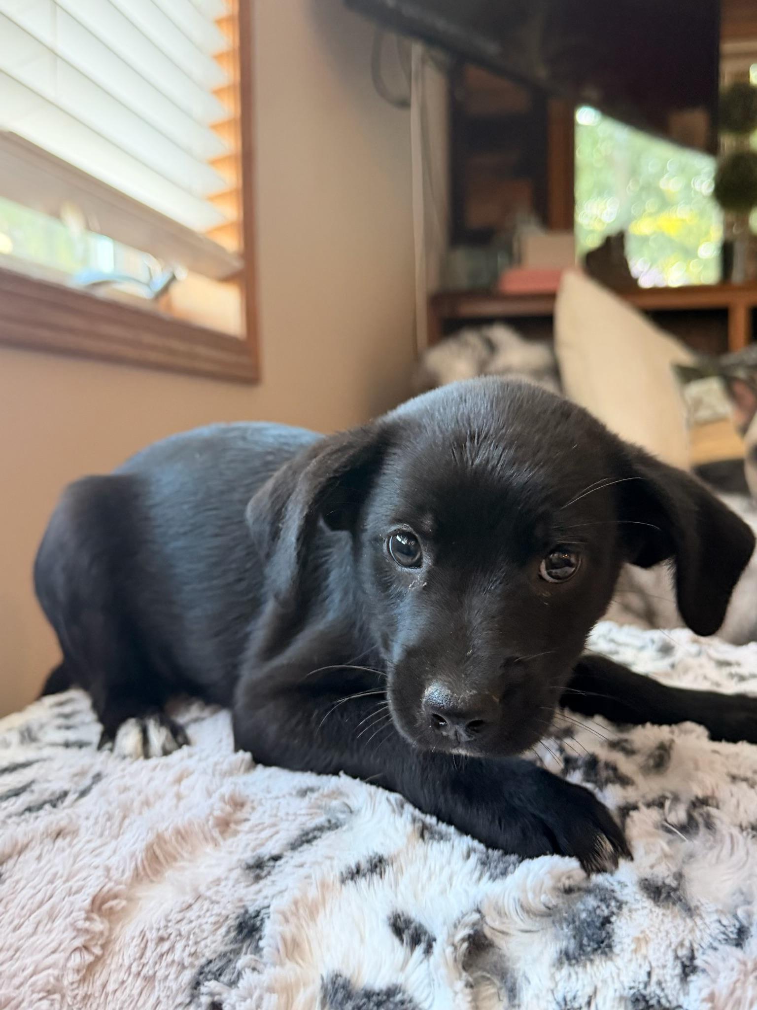 Enlarge Kayla, a Adoptable mixed breed in North Freedom, WI image 2/4