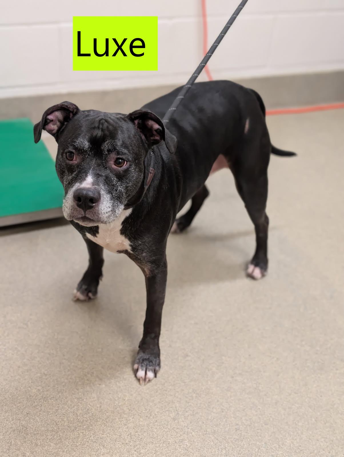 Enlarge Luxe, a Adoptable mixed breed in Mount Vernon, OH image 2/2