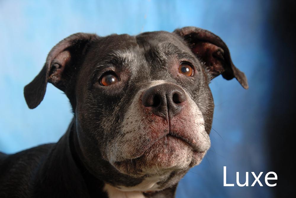 Luxe, Adoptable, Senior Male Pit Bull Terrier.