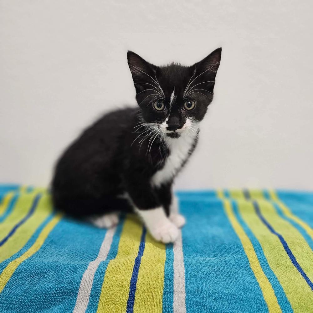 Enlarge Cliff, a Adoptable mixed breed in Spokane , WA image 1/1