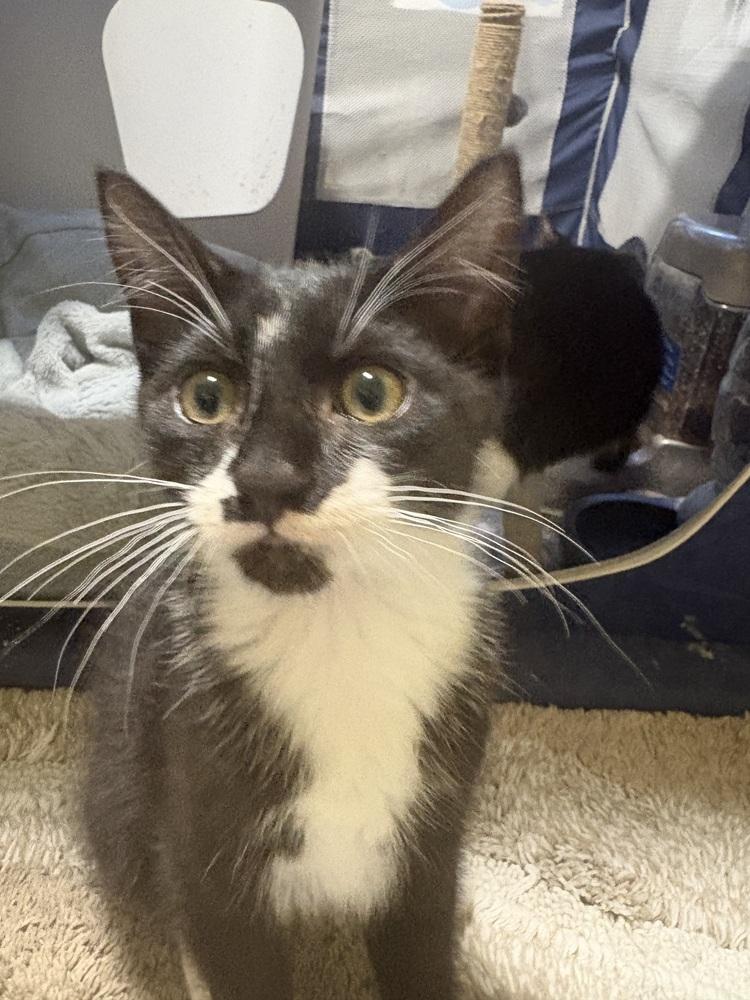 Enlarge Cliff, a Adoptable mixed breed in Spokane , WA image 2/5