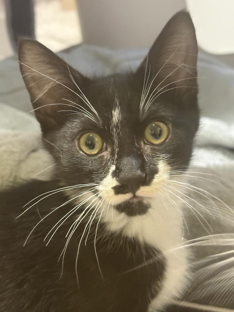Enlarge Cliff, a Adoptable mixed breed in Spokane , WA image 4/5