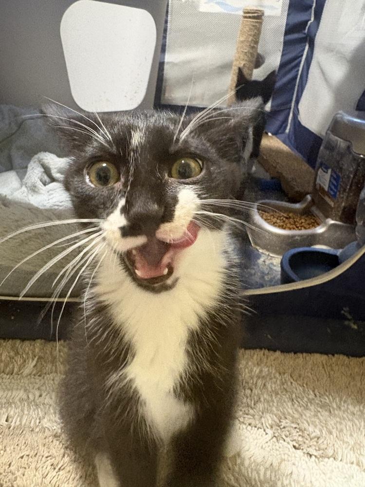 Enlarge Cliff, a Adoptable mixed breed in Spokane , WA image 5/5