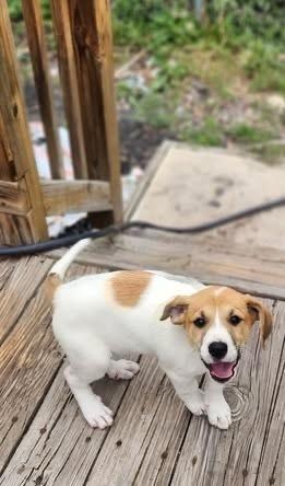 Nadia, Adoptable, Puppy Female Labrador Retriever.
