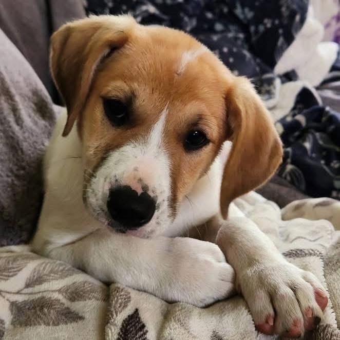 Enlarge Nadia, a Adoptable mixed breed in Colorado Springs, CO image 2/2