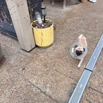 Dumpling, a ADOPTABLE Pug in Knoxville, TN image 2/2
