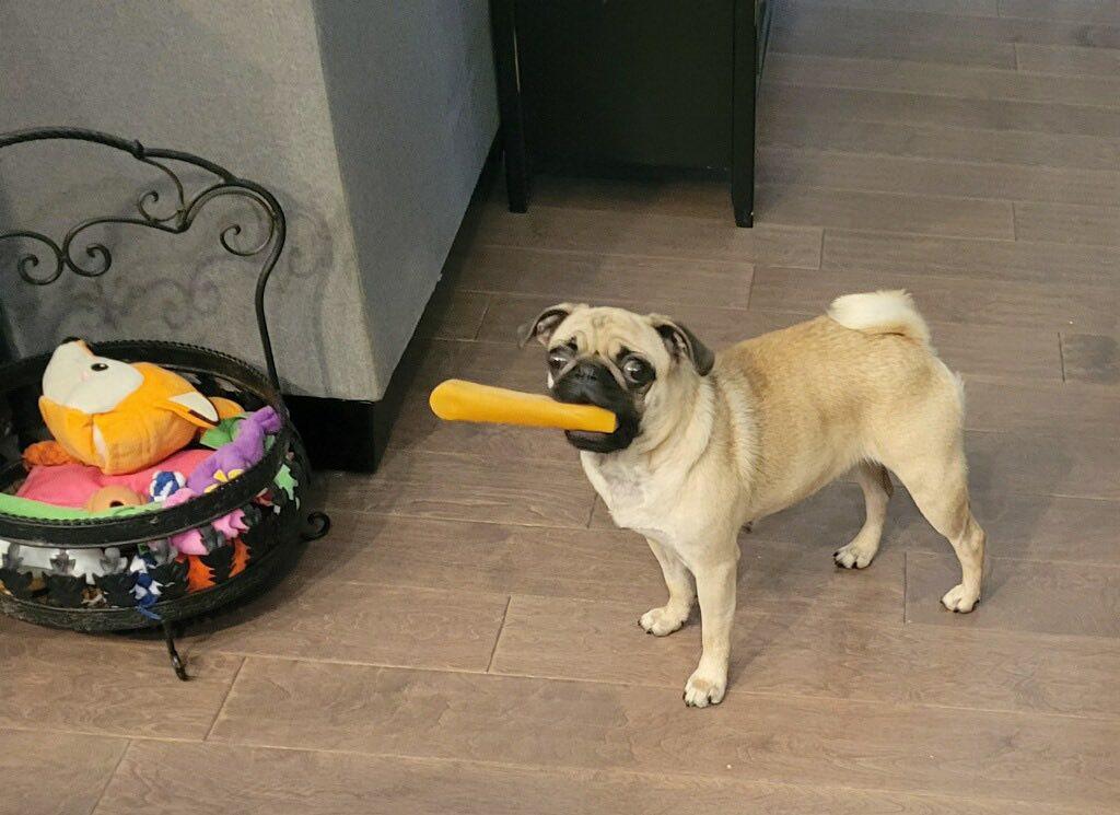 Dumpling, a ADOPTABLE Pug in Knoxville, TN image 1/2