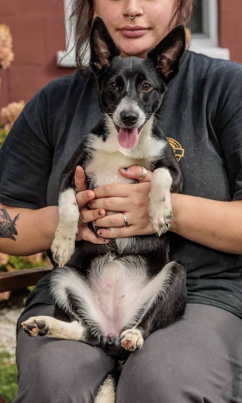 Malawi, Adoptable, Puppy Male Basenji.