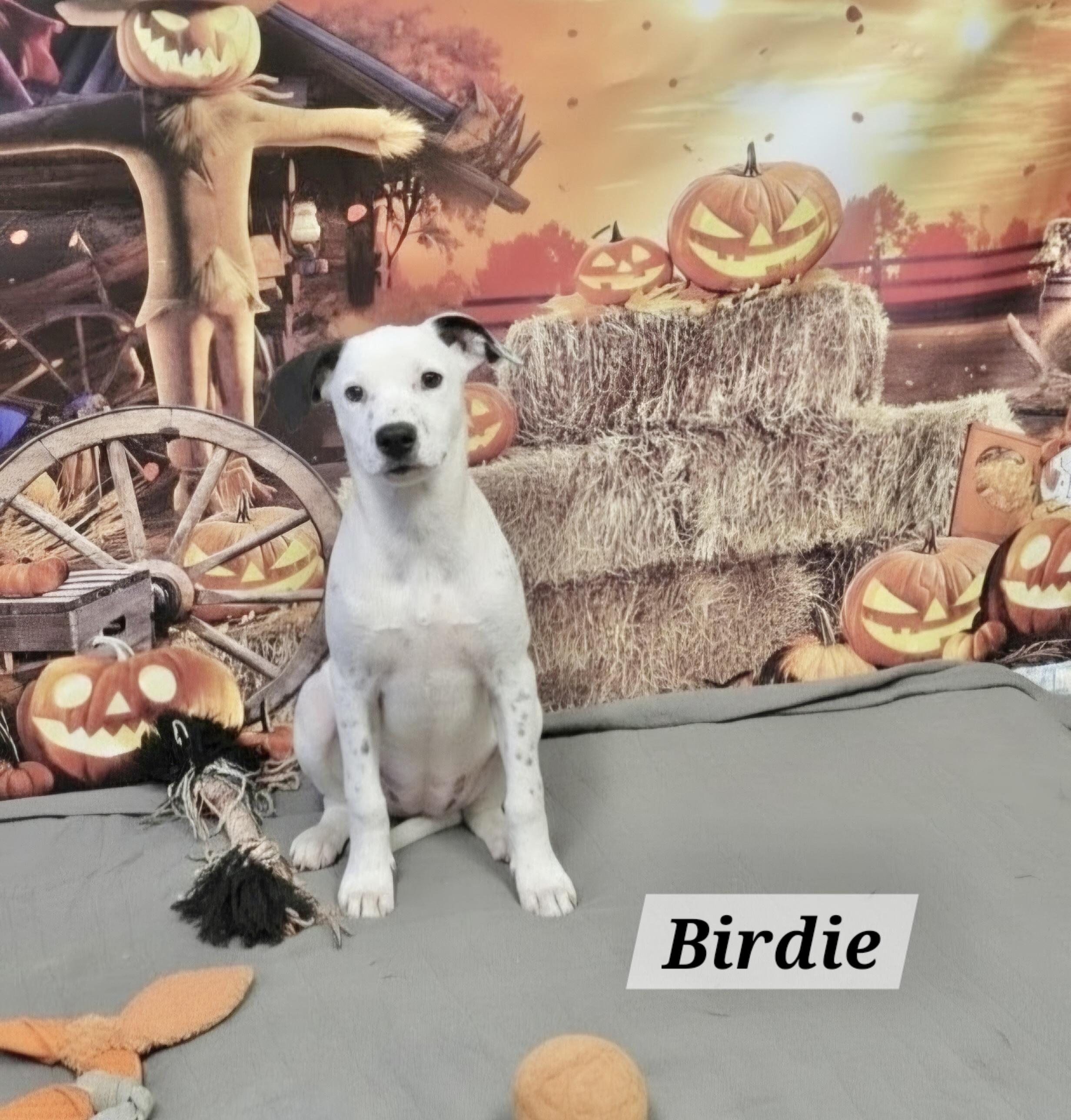 Birdie photo