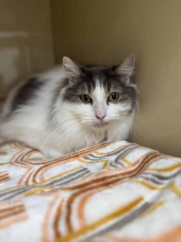 Mina, Adoptable, Senior Female Domestic Long Hair.