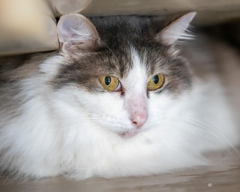Enlarge Mina, a Adoptable Domestic Long Hair in Arlington, WA image 2/2