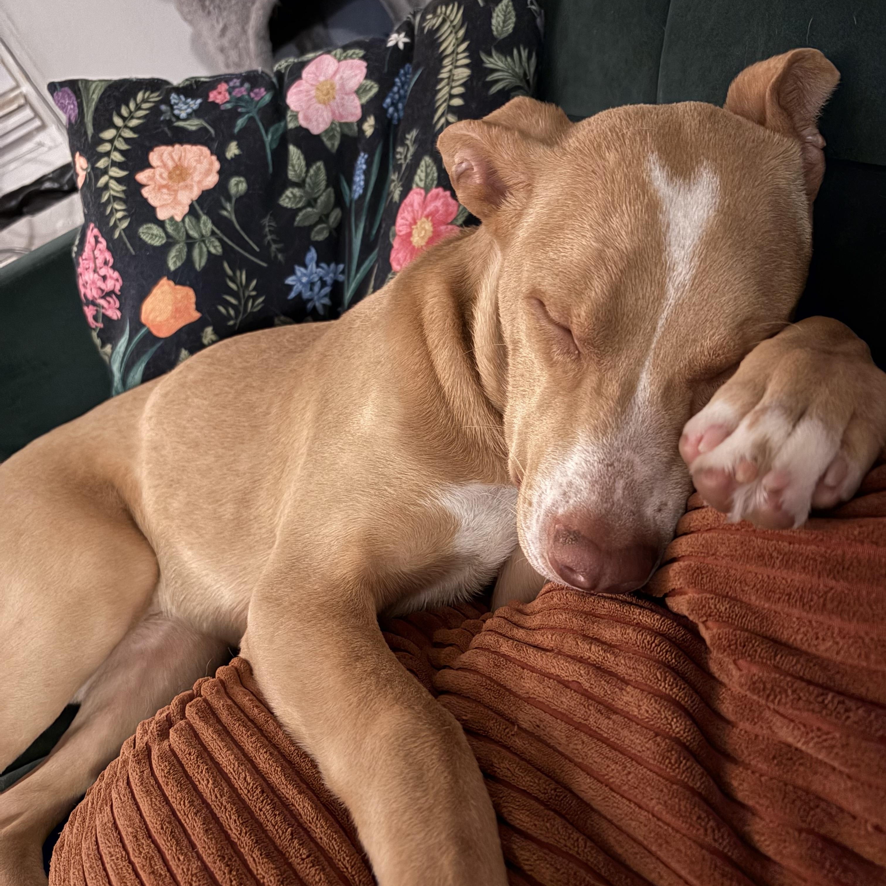 Rory, ADOPTABLE, Young Male Mixed Breed.