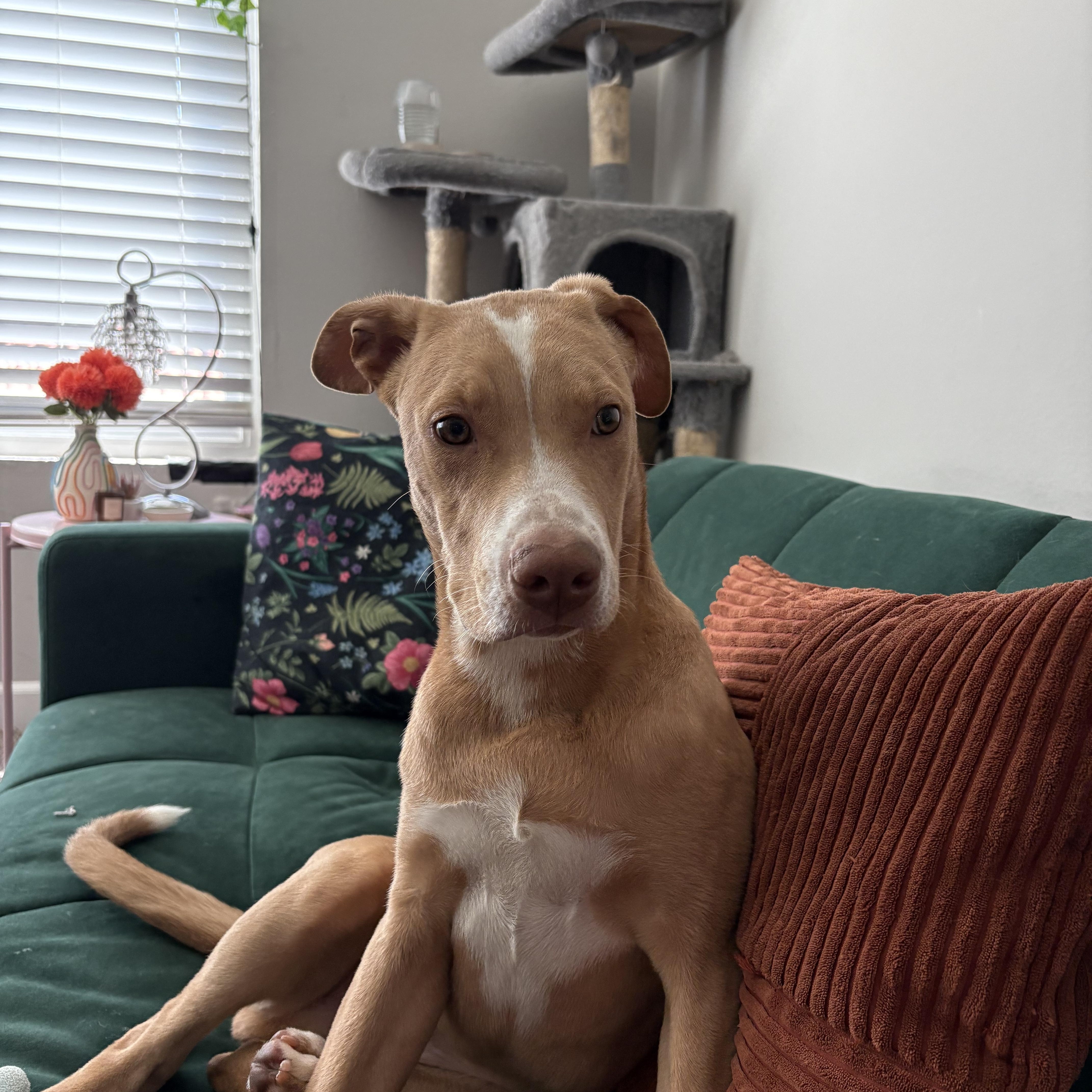 Enlarge Rory, a ADOPTABLE mixed breed in North Hollywood, CA image 6/6