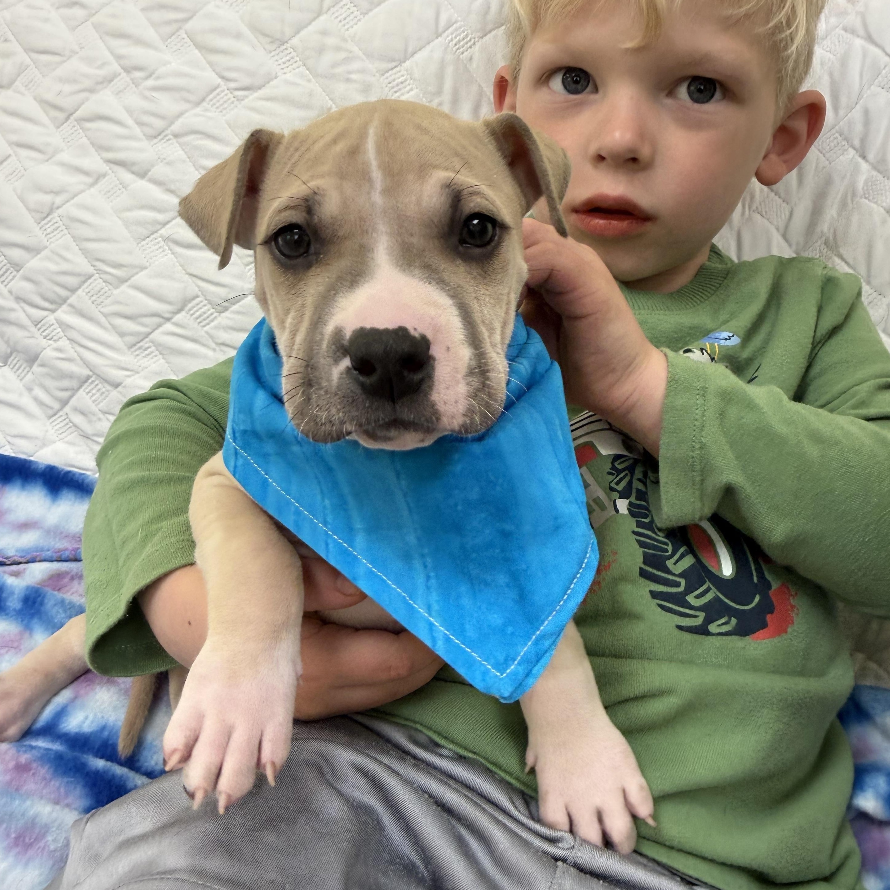 Kendrick Lamar (Little Kendrick), Adoptable, Puppy Male Boston Terrier & Shar-Pei.