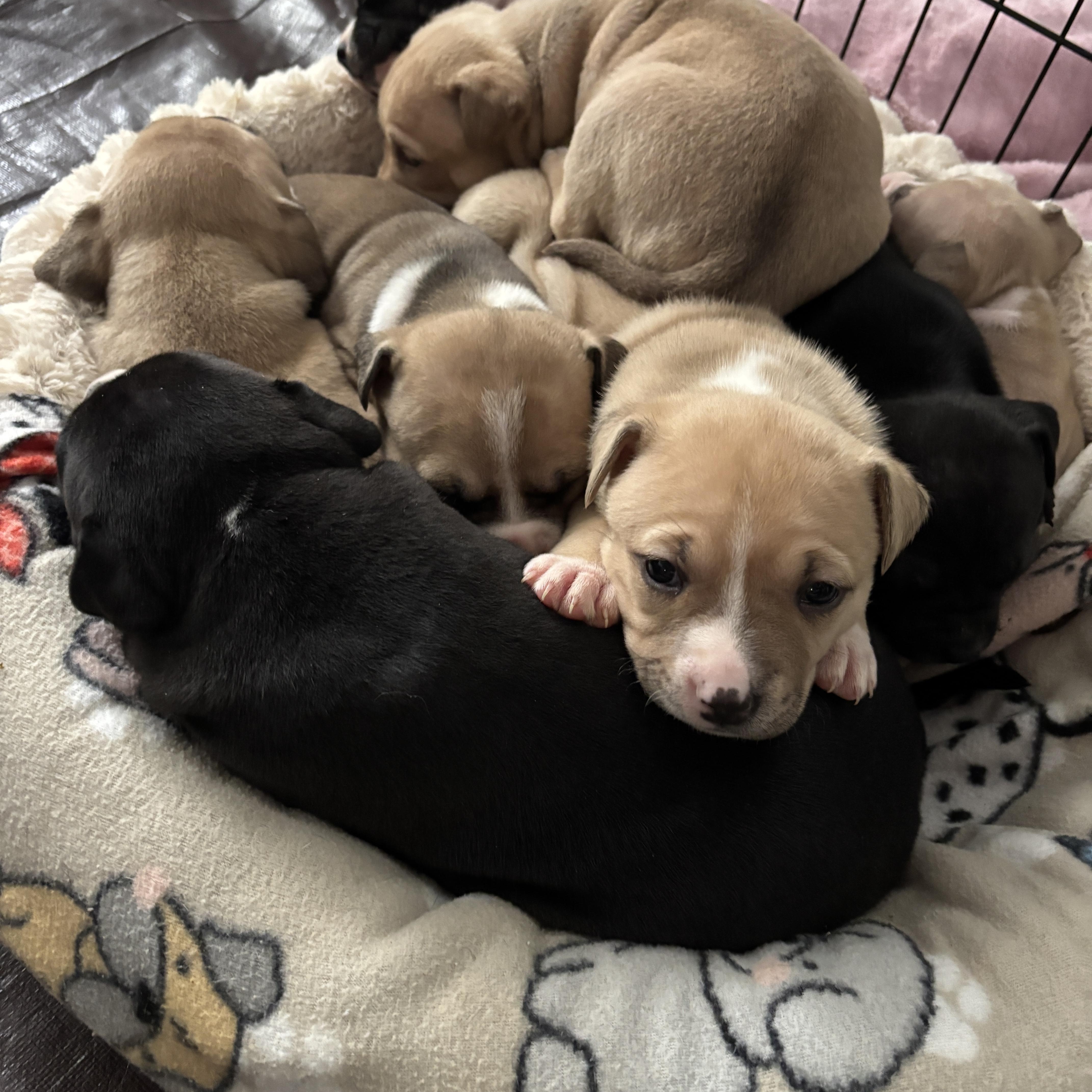 Enlarge Kendrick Lamar (Little Kendrick), a Adoptable mixed breed in Hiawatha, KS image 2/5